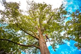 Best Tree Risk Assessment  in Pine Crest, TN