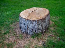 Best Lawn Grading and Leveling  in Pine Crest, TN