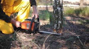 Best Fruit Tree Pruning  in Pine Crest, TN