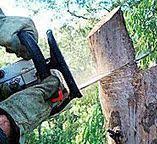 Best Emergency Tree Removal  in Pine Crest, TN