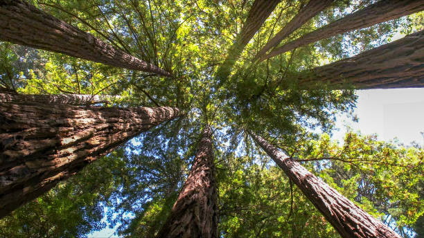 How Our Tree Care Process Works  in  Pine Crest, TN