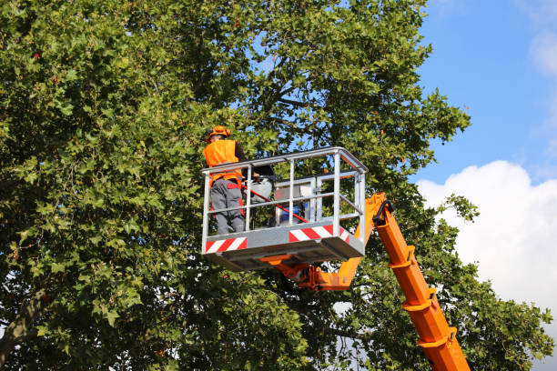 Best Emergency Tree Removal  in Pine Crest, TN