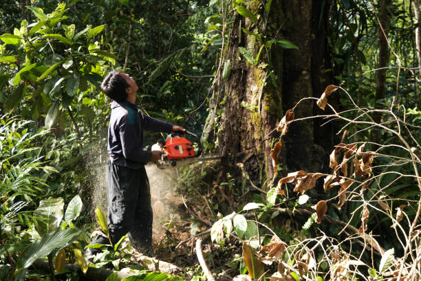 Best Commercial Tree Services  in Pine Crest, TN