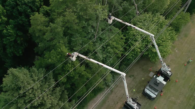 Best Tree Cabling and Bracing  in Pine Crest, TN