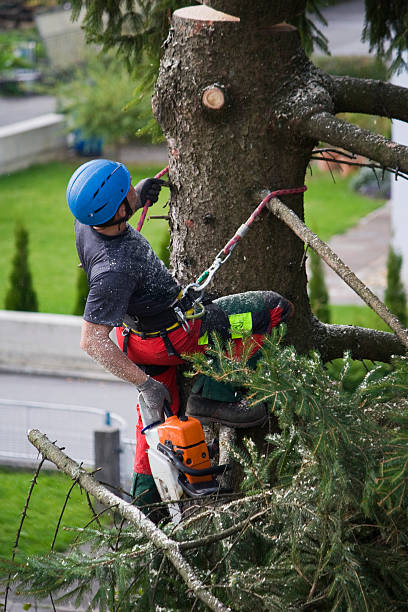 Best Tree Health Inspection  in Pine Crest, TN
