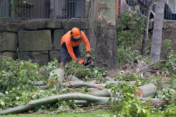  Pine Crest, TN Tree Removal Pros
