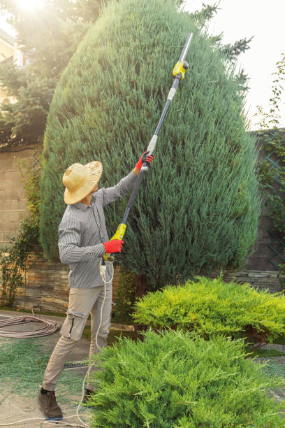 Best Lawn Drainage Solutions  in Pine Crest, TN