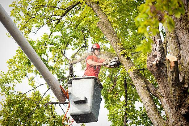 Best Root Management and Removal  in Pine Crest, TN