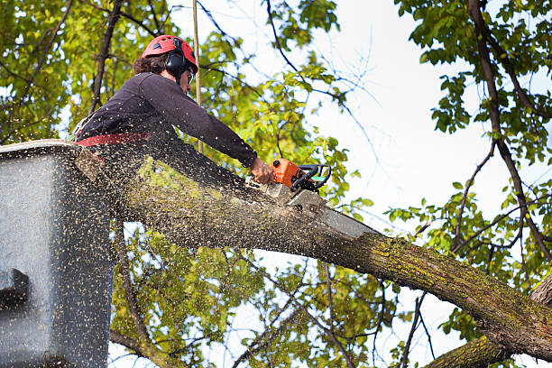 Best Storm Damage Tree Cleanup  in Pine Crest, TN