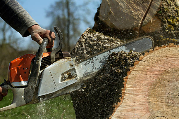 Best Firewood Processing and Delivery  in Pine Crest, TN