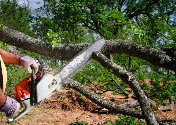 Best Utility Line Clearance  in Pine Crest, TN