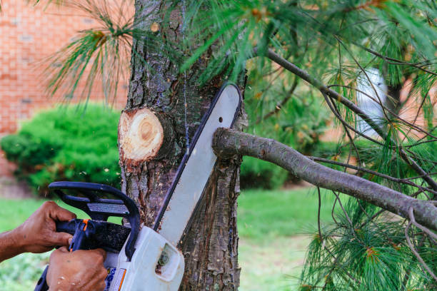 Best Palm Tree Trimming  in Pine Crest, TN
